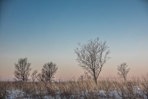 A beautiful shot of some leafless trees in the sunset.
