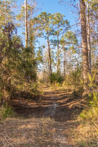 A vertical shot of a long dirty walking trail through a sunny green forest