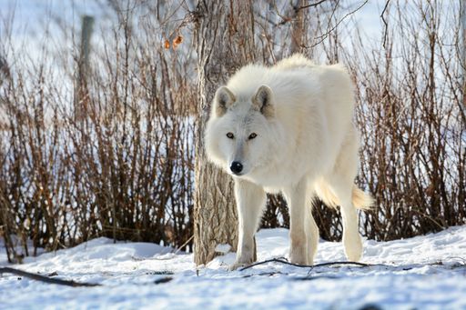 A white arctic wolf in Winter in Canadian Rocky Mountains