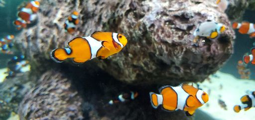 A closeup of the clownfish in the aquarium.