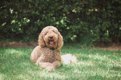 A beautiful shot of a Poodle laying on the grass.