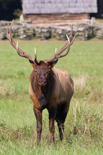 A beautiful view of a male deer in a field on a sunny day