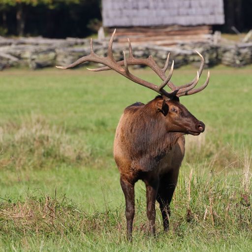 A beautiful view of a male deer in a field on a sunny day