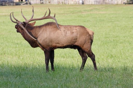 A beautiful view of a male deer in a field on a sunny day