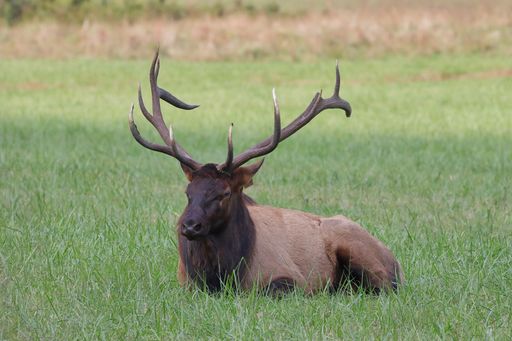 A beautiful view of a male deer in a field on a sunny day