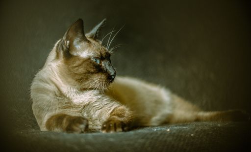 The fluffy cat with intense blue eyes lying on the sofa