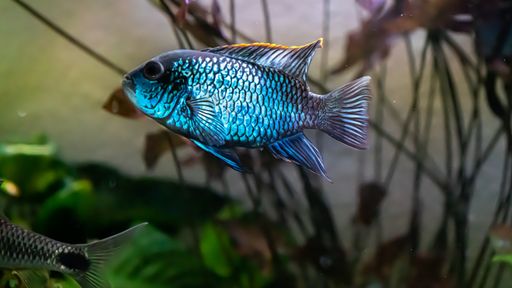 A closeup of a blue Nannacara fish in the aquarium.