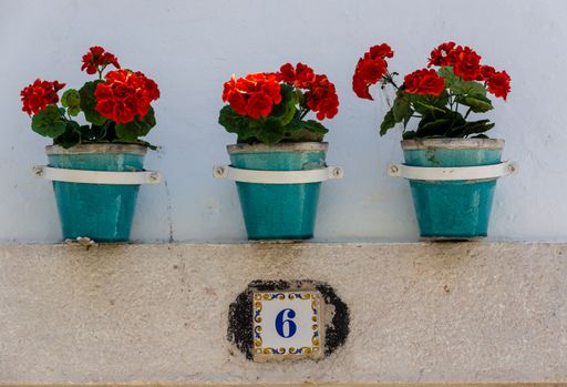 A beautiful shot of red Crane's-bill on blue pots