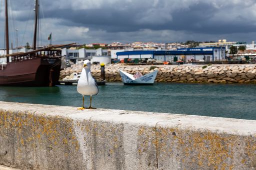 A closeup of a seagull sitting on a stone against a harbour