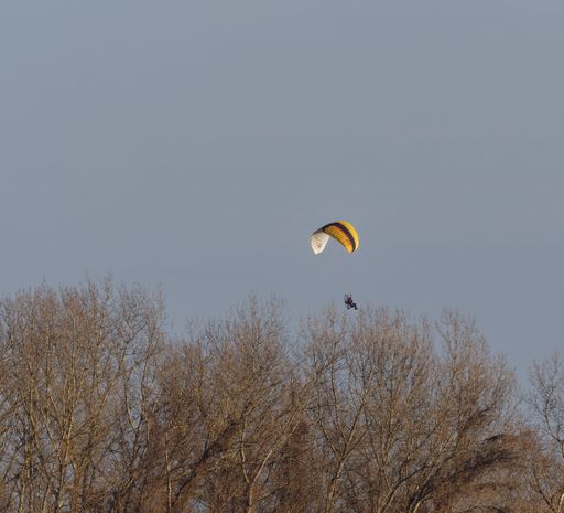 A photo of a skydiver over bare trees and blue sky