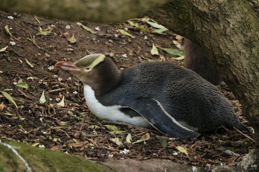 The close-up shot of the yellow eye penguin sitting on a ground