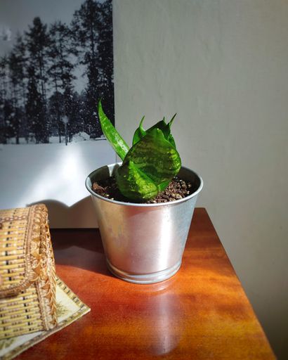 A closeup of a home plant in a pot on a wooden table