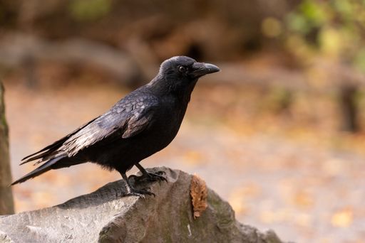 A closeup shot of the crow perched on the stone