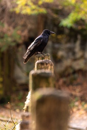 A vertical selective focus shot of the crow perched on the wooden fence