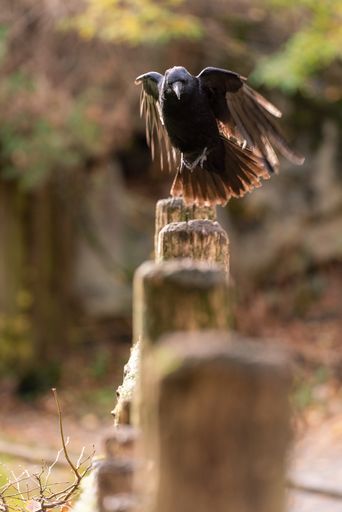 A vertical selective focus shot of the crow flying from the wooden fence