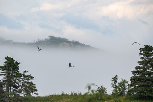 A beautiful view of flying birds over the forest on a foggy day