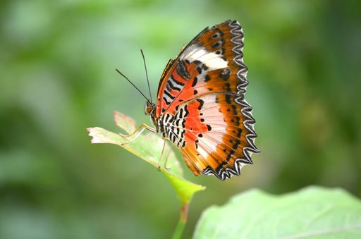 A closeup shot of a beautiful butterfly sitting on a leaf with a blurred background