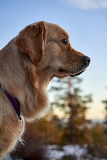 A closeup portrait of a golden retriever with a collar on a blurry background outdoor