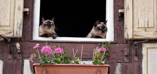 A closeup shot of two siamese cats looking from the window