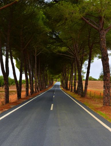 A vertical shot of a narrow road surrounded by a lot of green trees