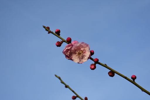 A low angle shot of a plum blossom flower on a tree twig on a blue sky on a sunny day