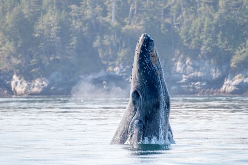 A young humpback whale (megaptera novaeangliae) at Vancouver Island, Canada