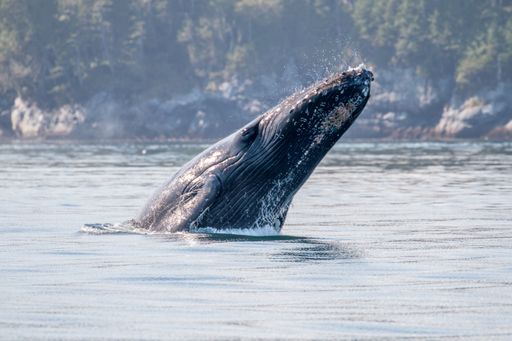 A young humpback whale (megaptera novaeangliae) at Vancouver Island, Canada