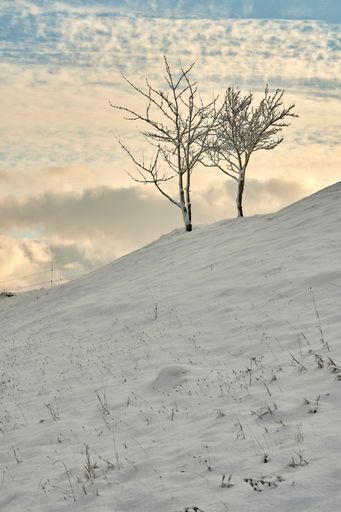 Two leafless trees on a hill covered with snow during the cold winter season in P