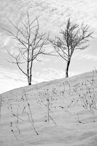 A vertical shot of two leafless frozen trees and the ground covered in snow