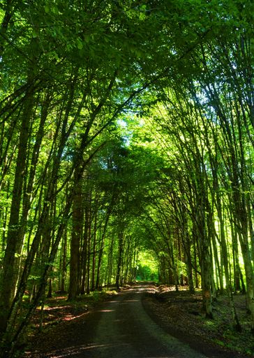 A vertical shot of a road through a tree tunnel in spring forest