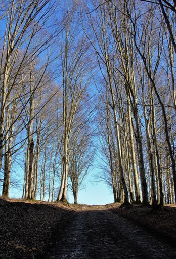 A vertical low angle shot of a road surrounded by tall bare trees under the blue sky