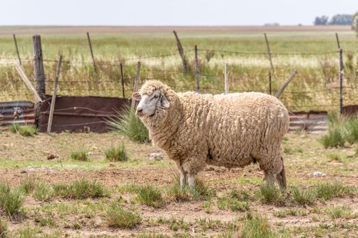 A beautiful view of a cute East Friesian sheep in a rural farm