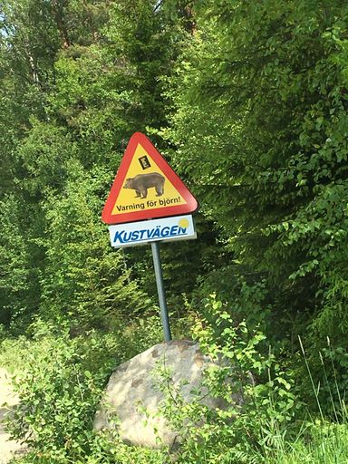 A shot of Road sign bear warning, Kustvagen Sweden