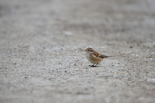 A selective focus shot of a sparrow on the ground