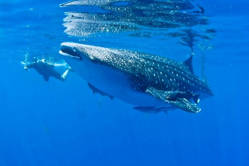 A closeup shot of a whale shark with a man snorkeling  in the background  in the crystal clear waters