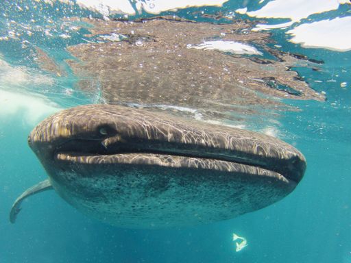 A closeup shot of a whale shark swimming in the crystal clear waters