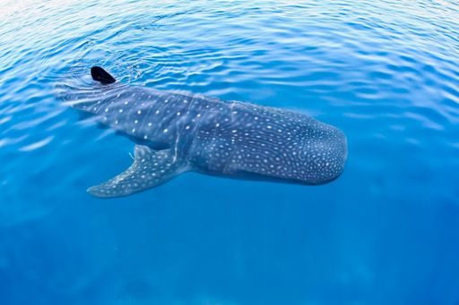 A high angle shot whale shark swimming in the crystal clear waters