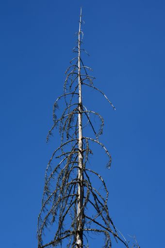 A vertical low angle shot of the thin trunk and branches of a bare tree under the clear blue sky