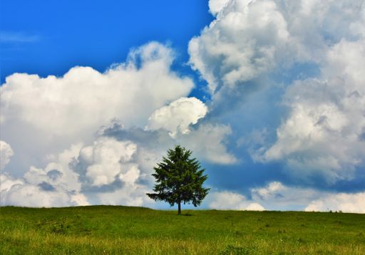A beautiful view of a lonely tree on a grass-covered field under the breathtaking clouds in the sky