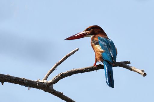A white-throated Kingfisher bird on a branch