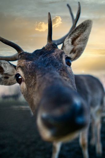 A closeup of a deer in a field looking at the camera
