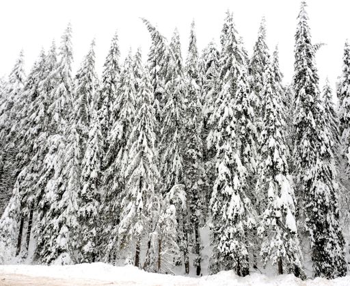 A low angle shot of the beautiful snow-covered pine trees under the bright sky
