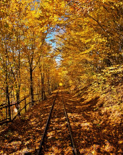 A vertical shot of a railway among the yellowed trees