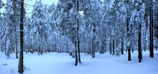 A wide shot of the beautiful trees covered with snow on a snow-covered field