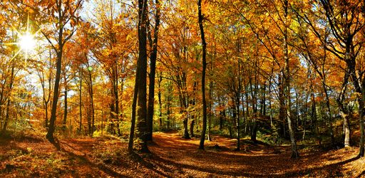 A beautiful forest with orange and yellow leaves