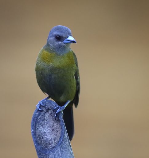 A shallow focus of a Scarlet-rumped tanager on a rocky stone with blurred brown background