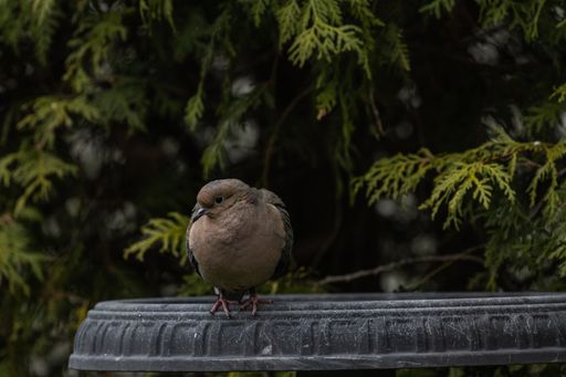 A selective focus shot of a pigeon sitting on a stone statue near the trees