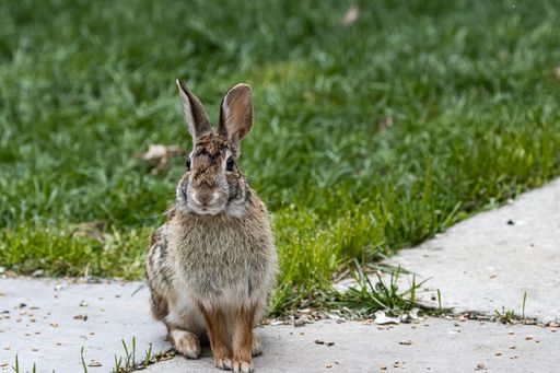 A selective focus shot of a cute brown rabbit sitting on the grass-covered field