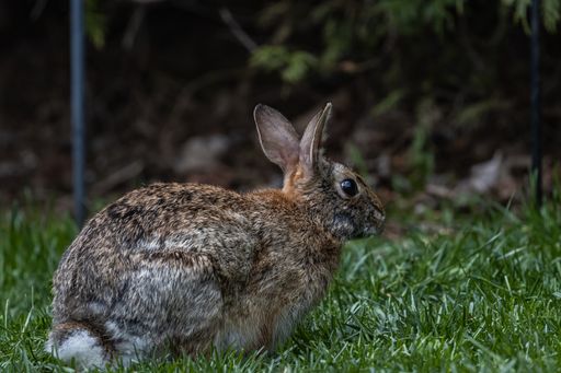 A selective focus shot of a cute brown rabbit sitting on the grass-covered field
