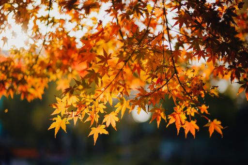 A closeup of Acer palmatum, commonly known as Japanese maple, palmate maple, or smooth Japanese maple.